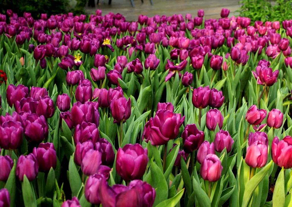 漂亮的郁金香随手一拍都是美景,春天的郁金香花海美得不可方物