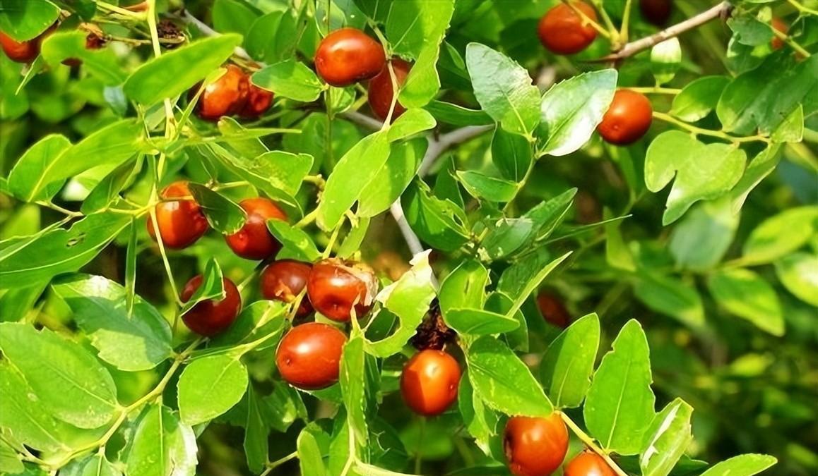 捡钱捡了1000万,中药酸枣仁回收价格多少钱一斤