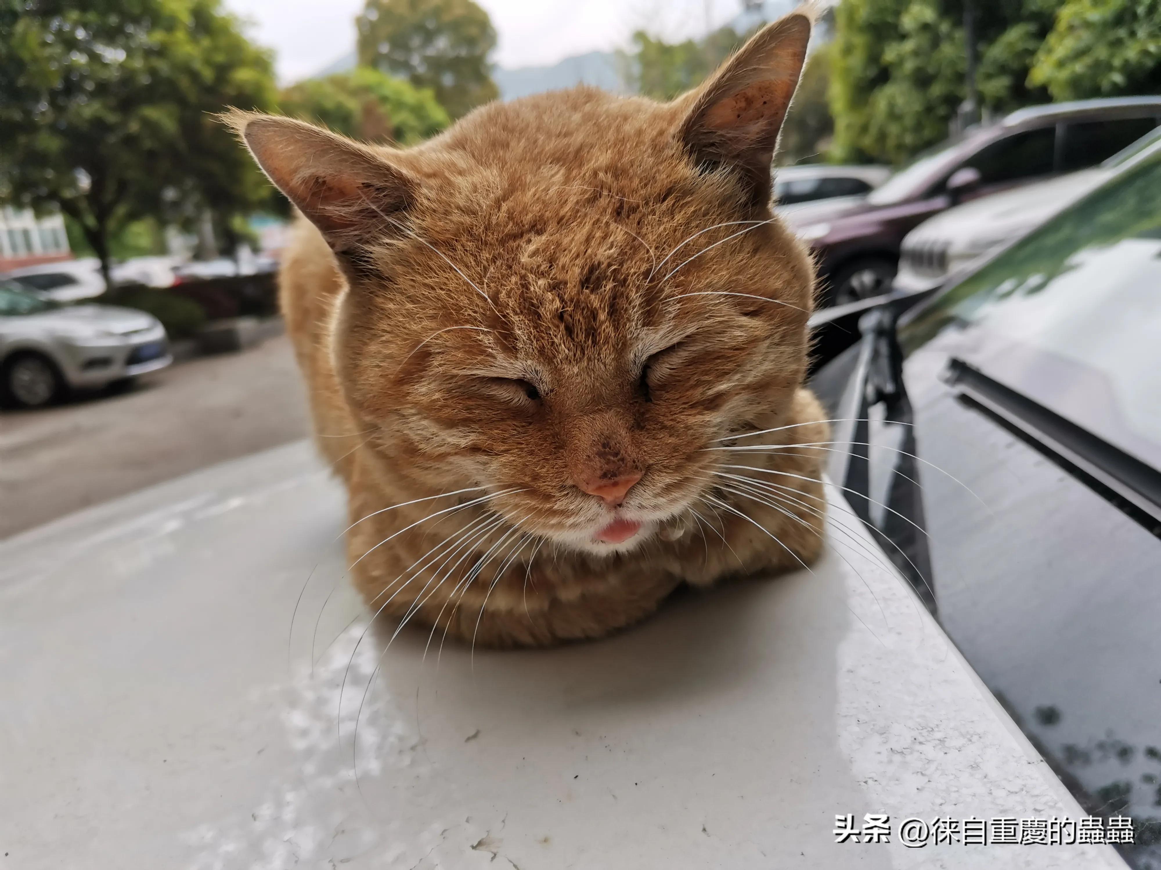 正在愁文章没有阅读量的朋友今天晚上何不到大街上压压马路