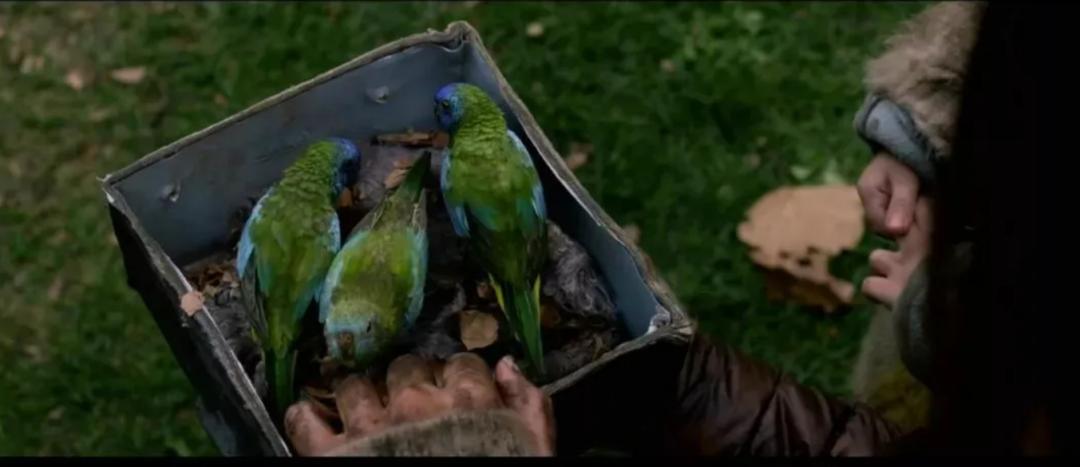 丽娜说电影系列（一）《蒙上你的眼（又名“鸟盒子”）》