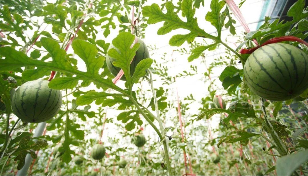 东平县旧县乡：巧打时间差玛丽西瓜抢“鲜”上市