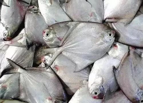 海鲜有什么品种的鱼类好吃,海鲜鱼类名字大全