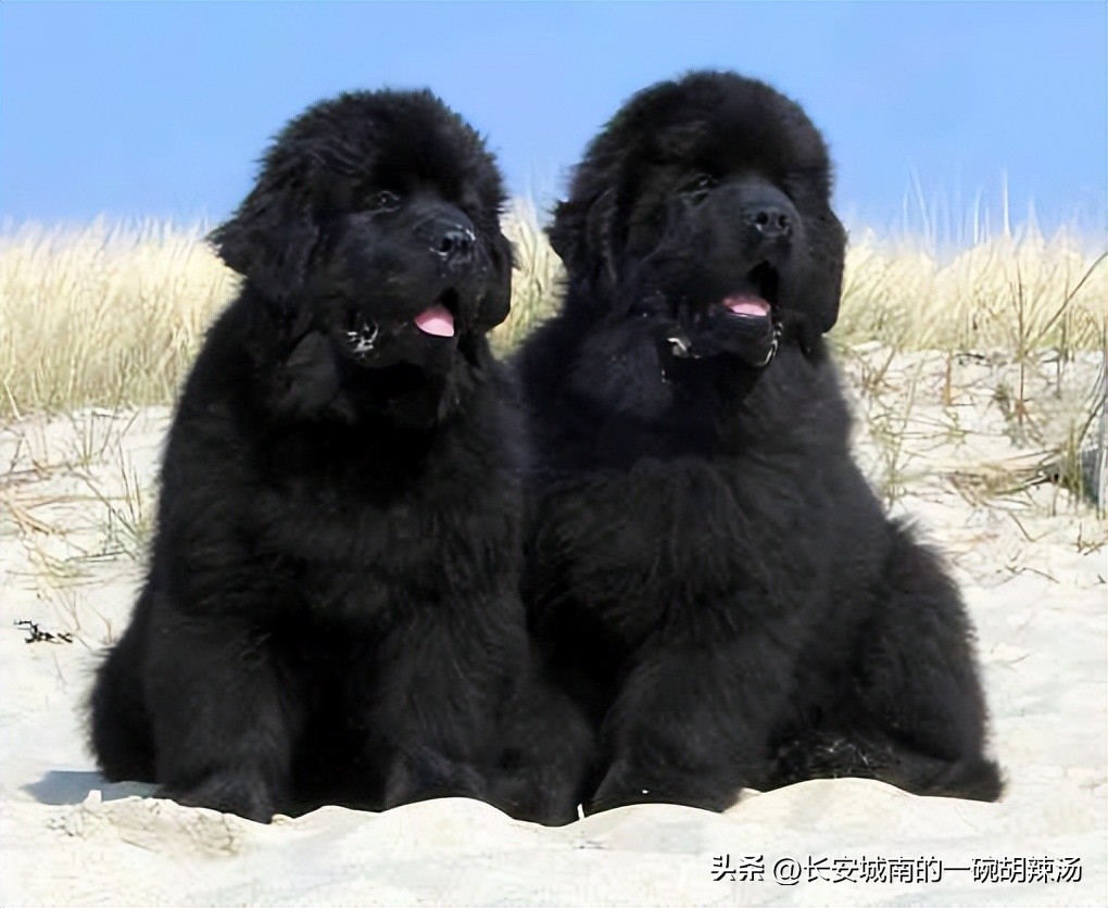 世界名犬大赛全程视频,西藏有哪些世界名犬