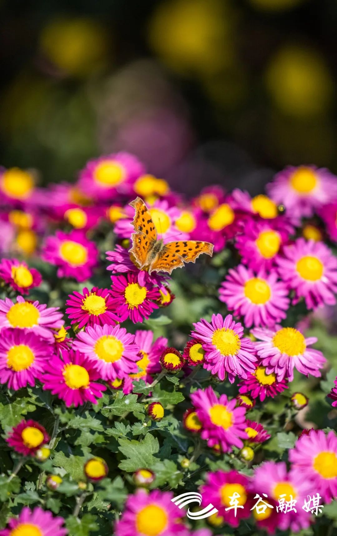 秋日暖阳骑行绿道,骑车绕城绿道值得打卡的推荐