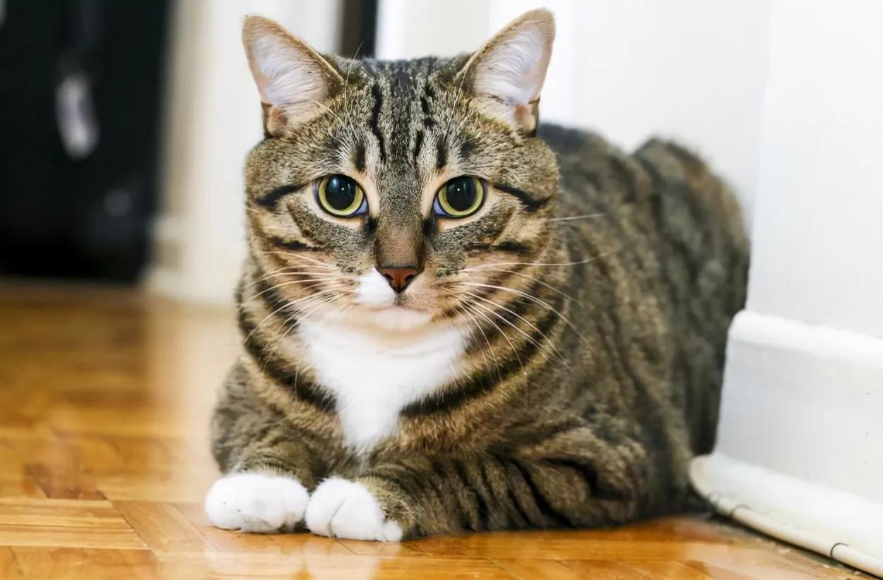 灰色猫咪是什么品种,玳瑁猫咪是什么品种