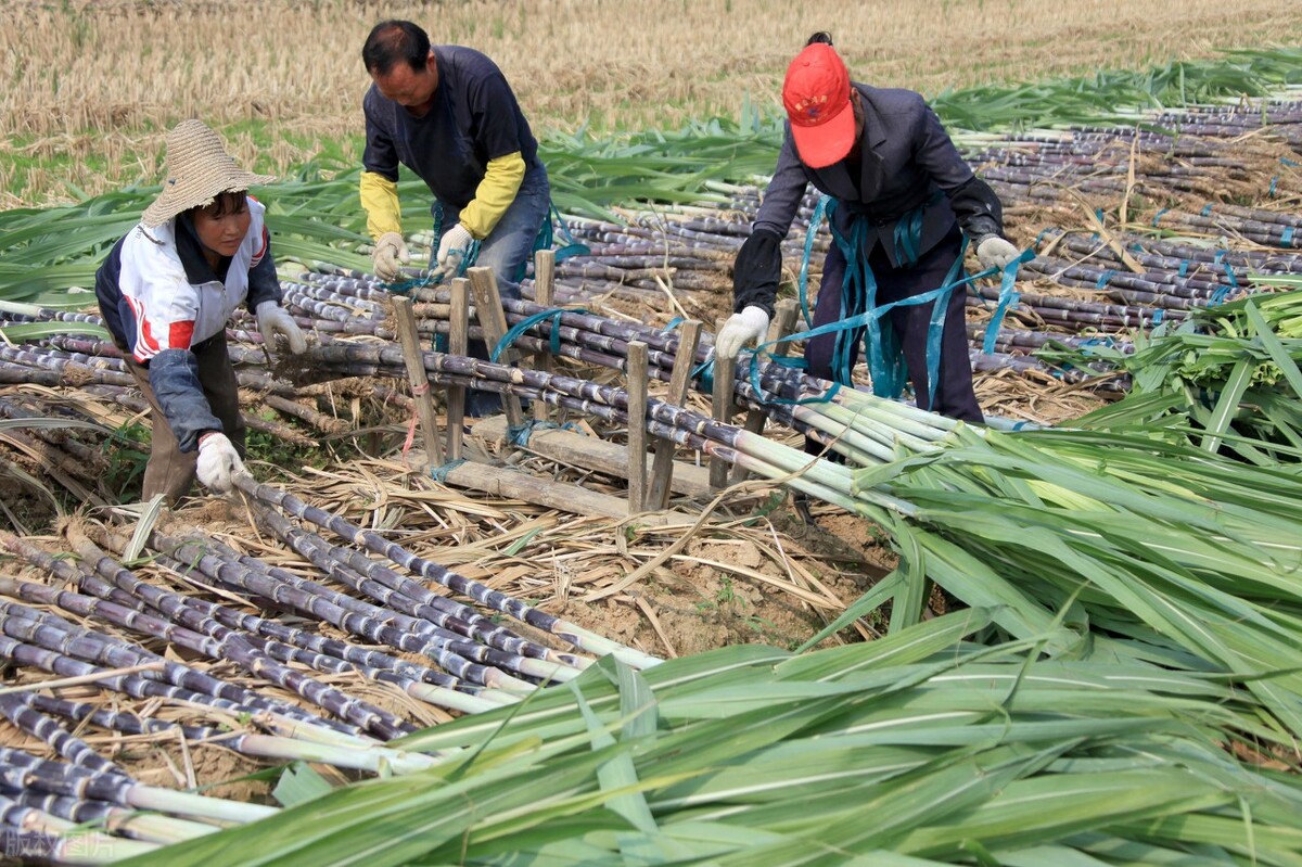 春节前行情会上涨的3种蔬菜,春节期间最热门的生意