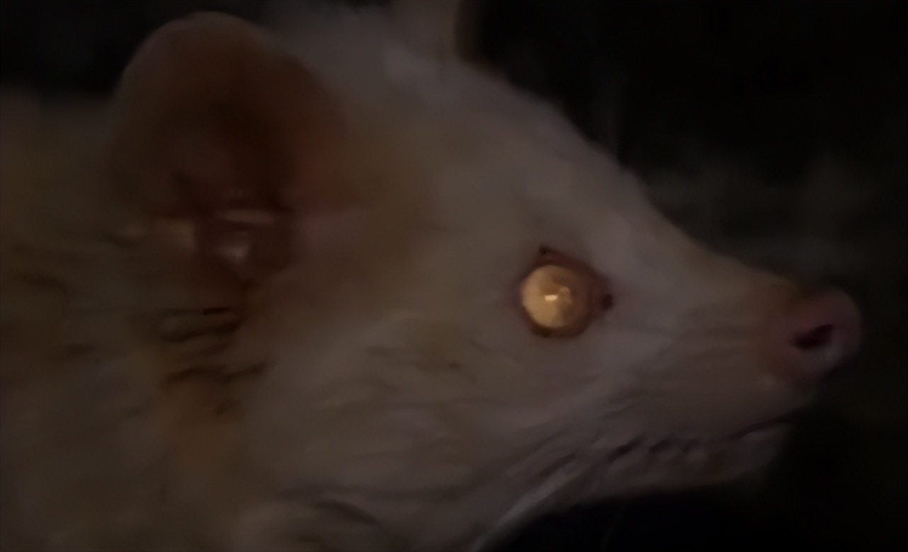 江西老汉活捉神兽,江西老汉捉到不明动物