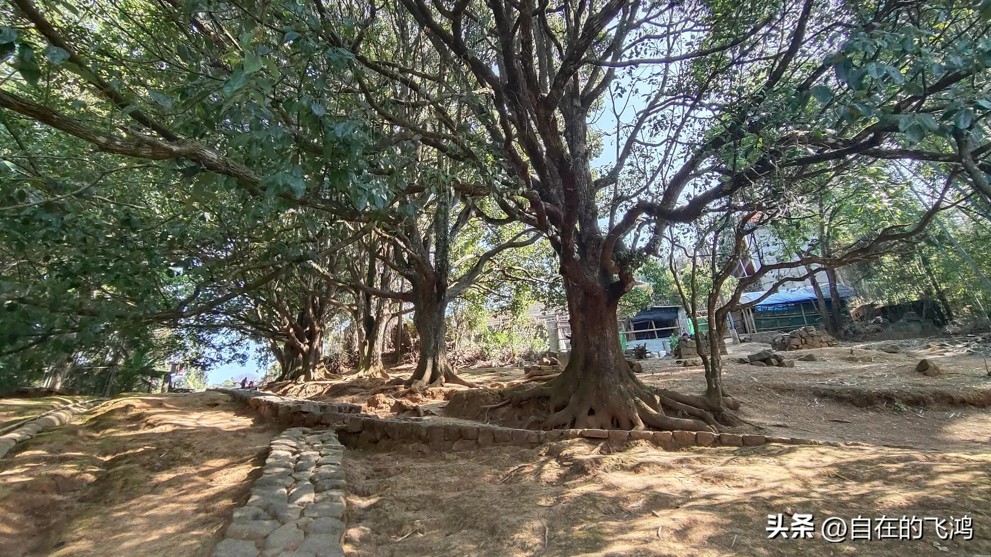 腾冲和顺古镇和大龙井古镇哪个好,腾冲和顺古镇旅游体验质量现状