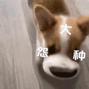 双十一那么穷的幽默搞笑文案,双十一又穷又单身的文案