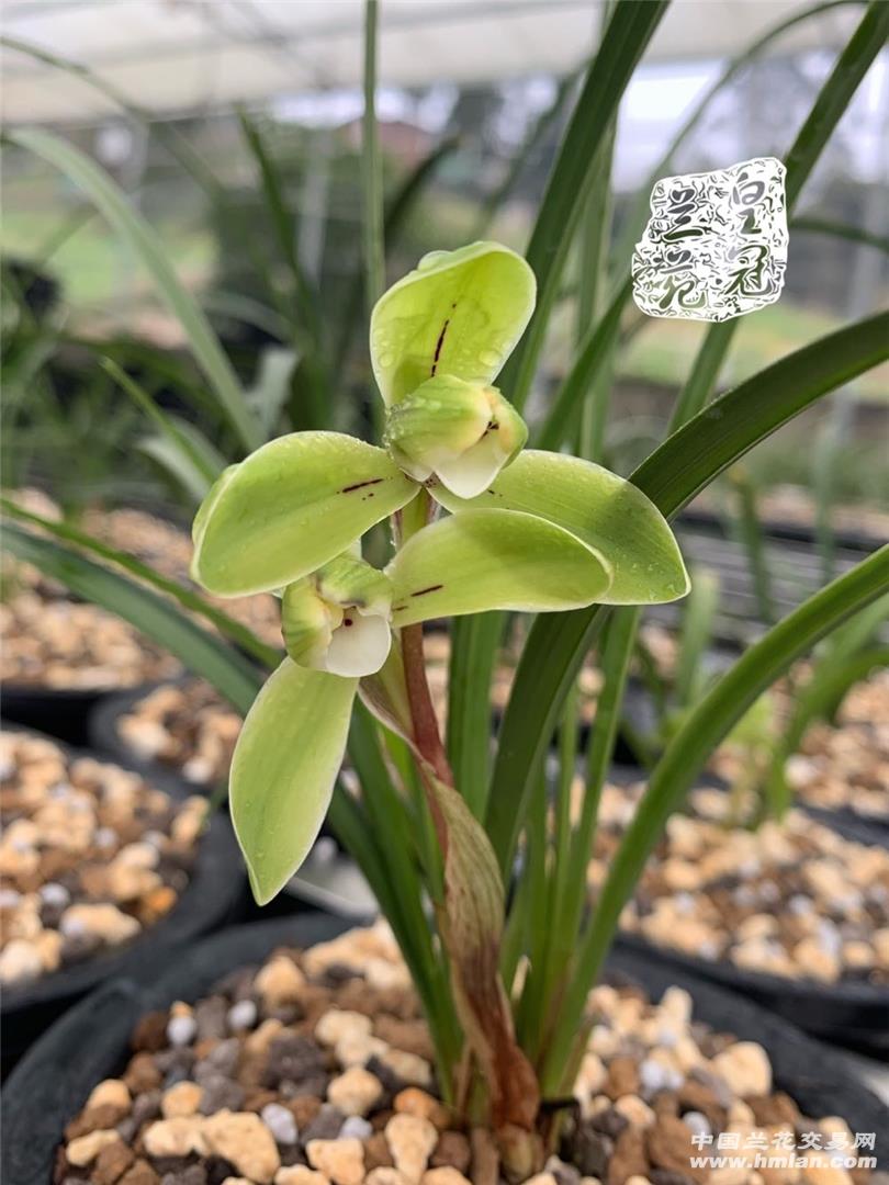 80鍚庡皬浼欏吇鍏扮殑骞冲焊鐢熸椿,90鍚庡吇鍏颁汉鎴愬姛妗堜緥