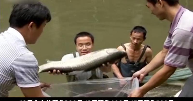 广西小伙养草鱼卖400,5亩养殖草鱼一年能赚500万