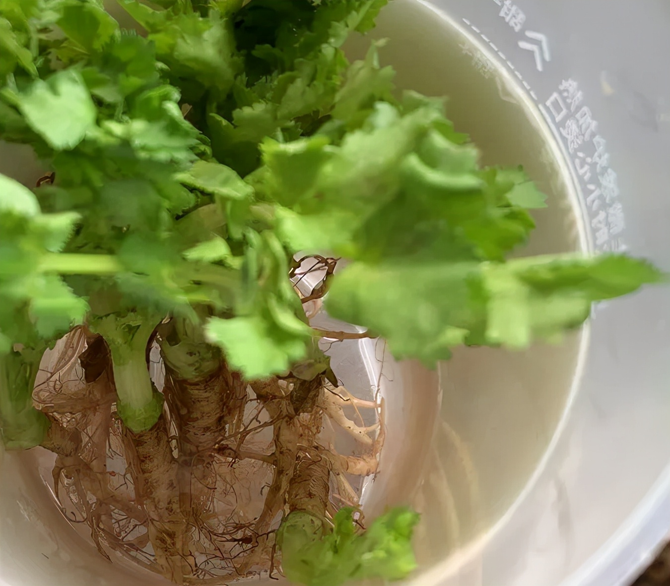 香菜种子能不能直接种植,香菜种子要种植多久才可以吃