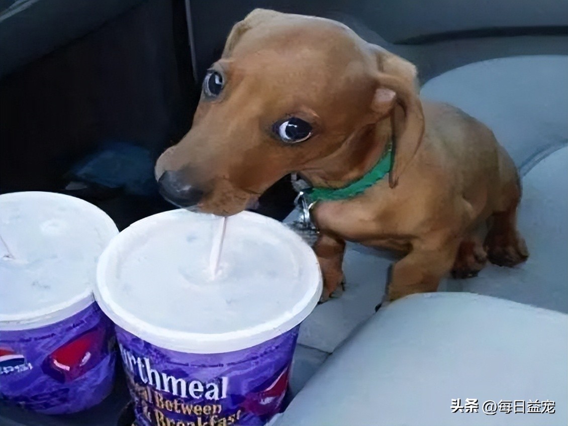 狗狗饮水禁忌多5大禁忌绝不能犯,给狗狗喝水的3大误区