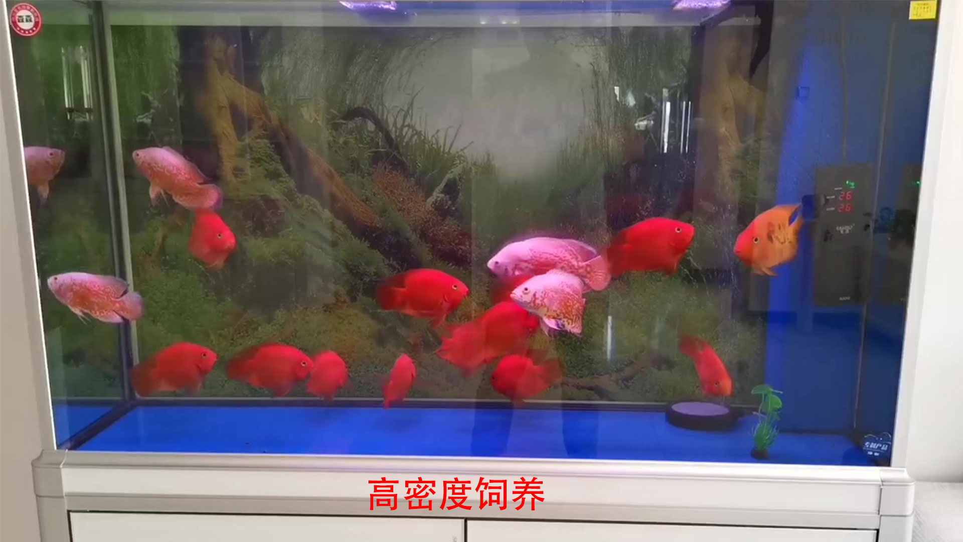 鱼缸水质试纸,亚硝酸盐高鱼缸