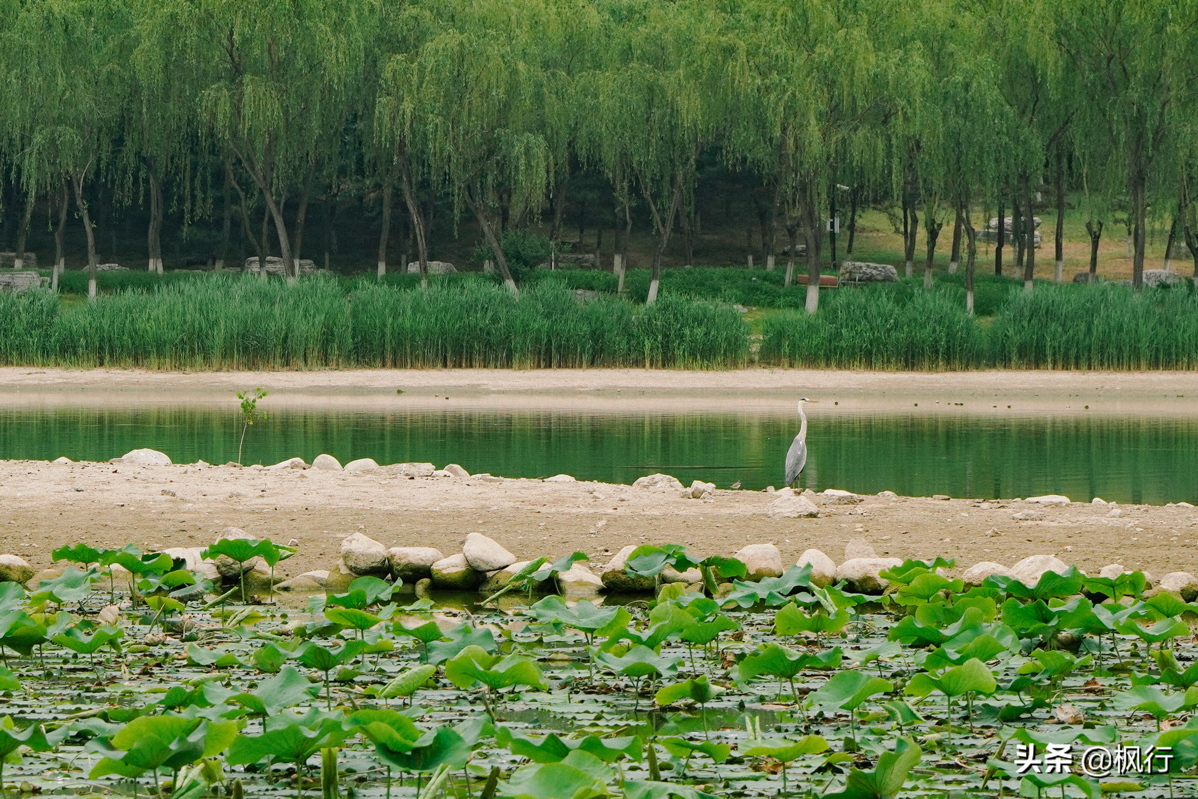 南海公园奈良小麋鹿,奈良小鹿公园麋鹿