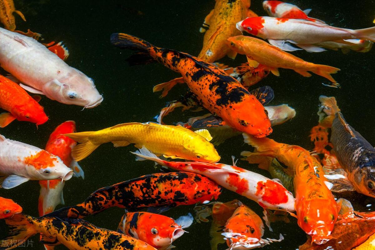 万物皆有灵,万物皆有灵性完整句子