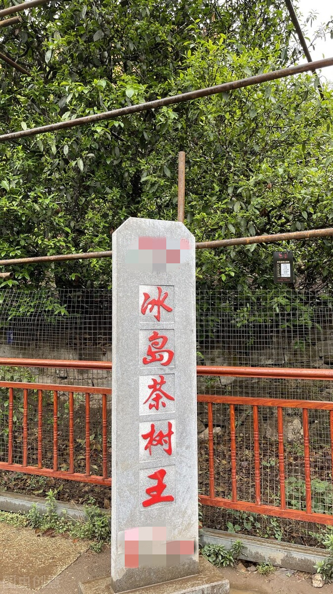 冰岛茶叶五寨价格,冰岛五寨普洱生茶价格