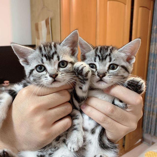 买猫要注意哪几个细节,买猫一般注意哪些问题