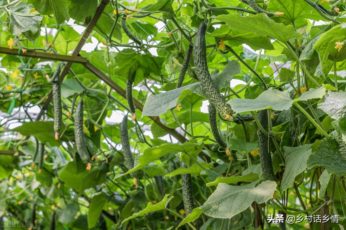 黄瓜南瓜丝瓜的花多半都不会结果,黄瓜瓜苗不结瓜怎么办