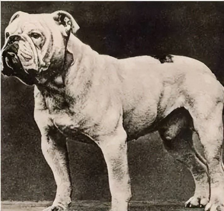 巴哥犬应该被开除犬籍？人类眼中的萌点，其实是它们的病痛