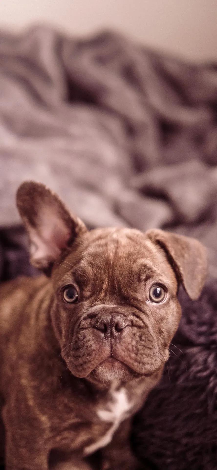 iphone超清壁纸第239期,iphone2024高清壁纸