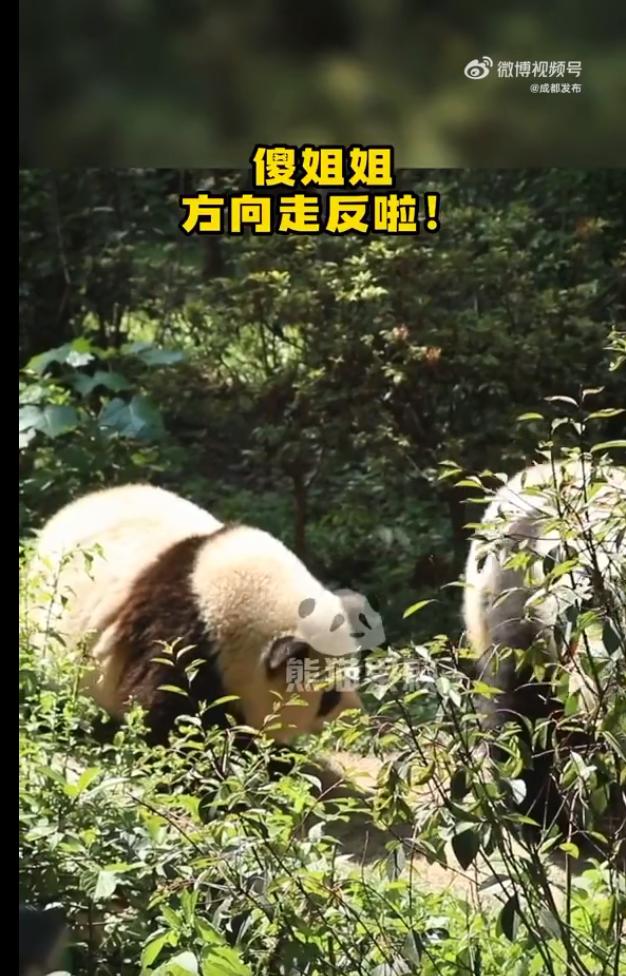 花花：接住谭爷爷给的小苹果，仿佛接住了整个世界。