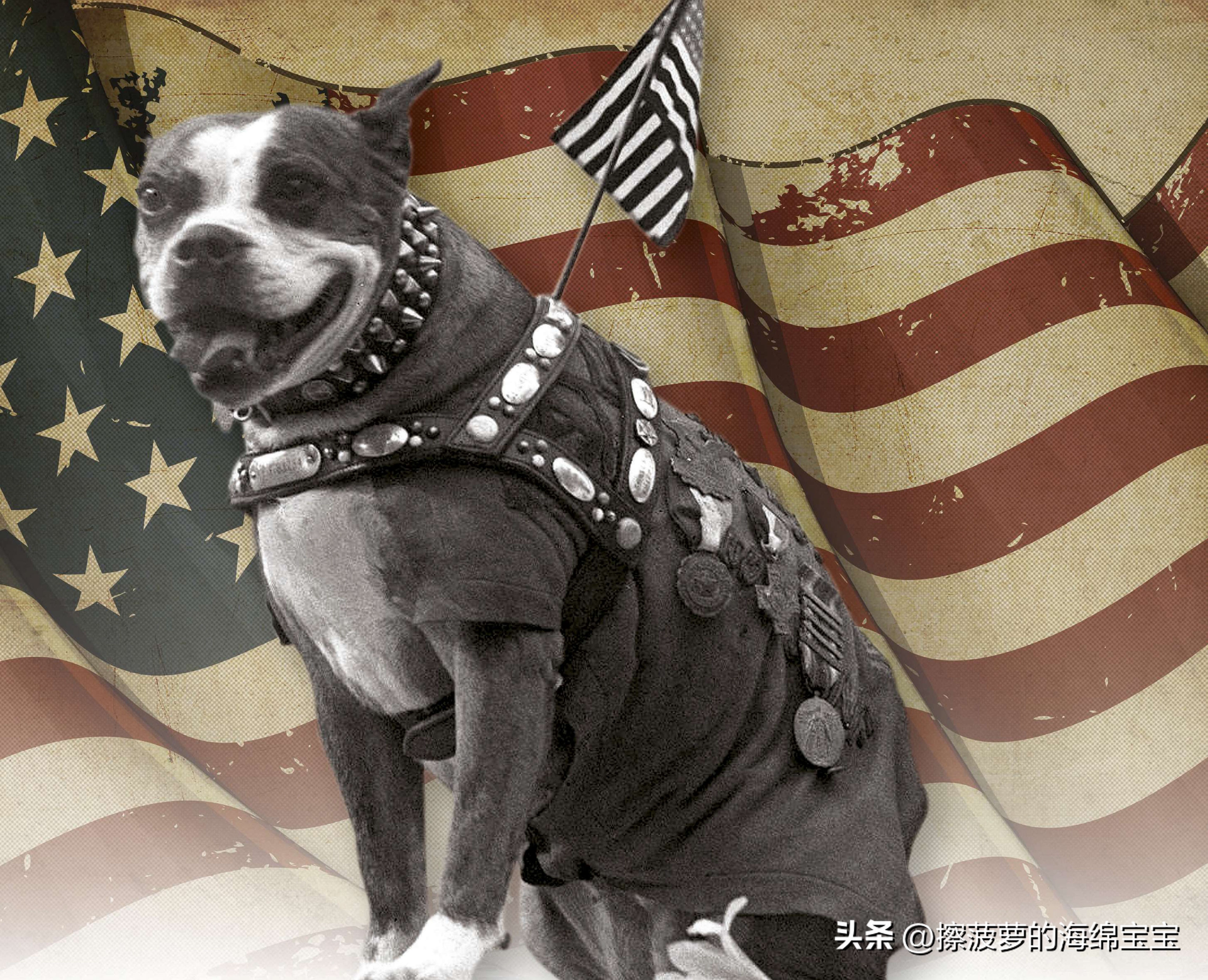 二战军犬传奇故事,一战斯塔比原型事件