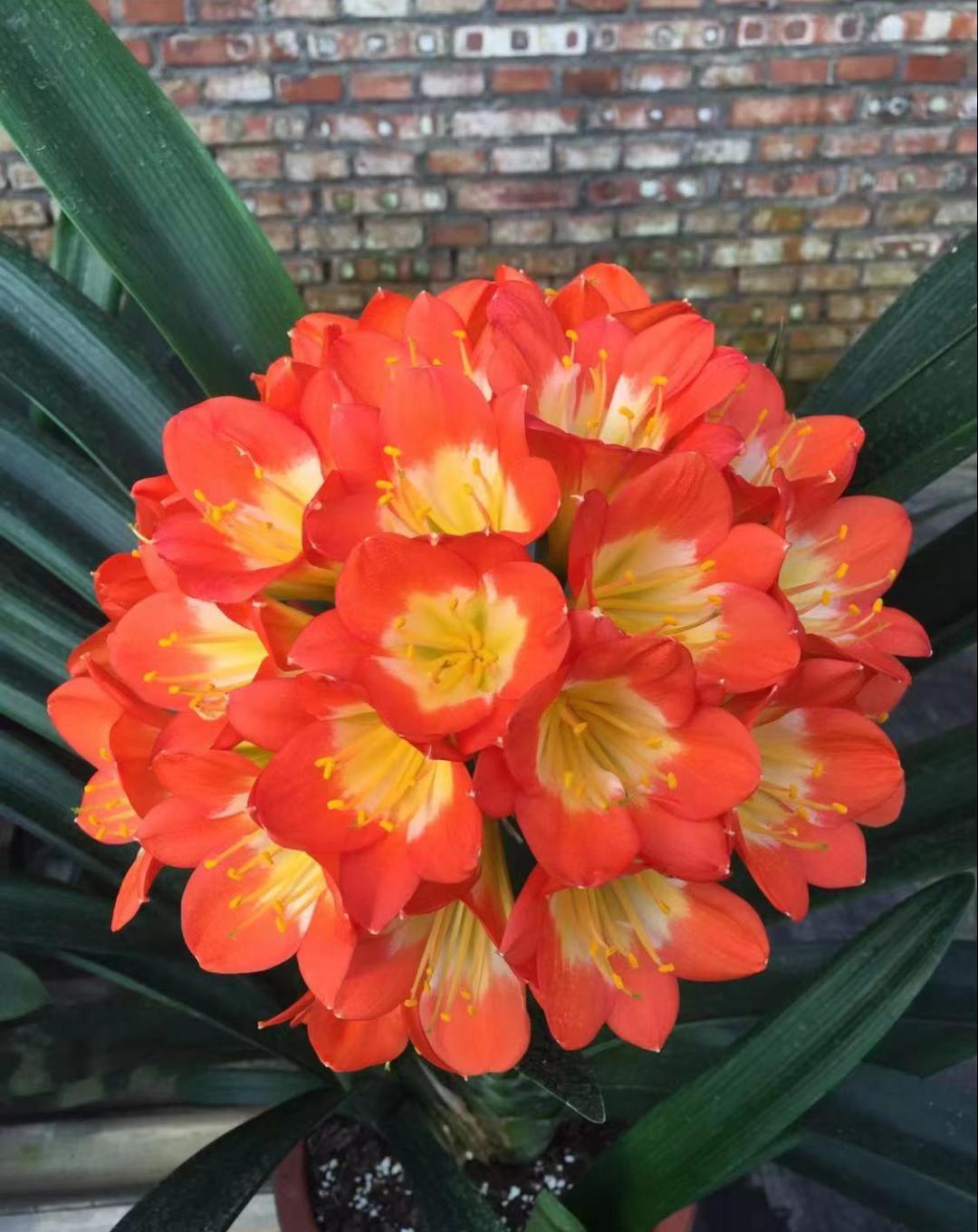 网上买的花种子靠谱么,网上买的花种子假的