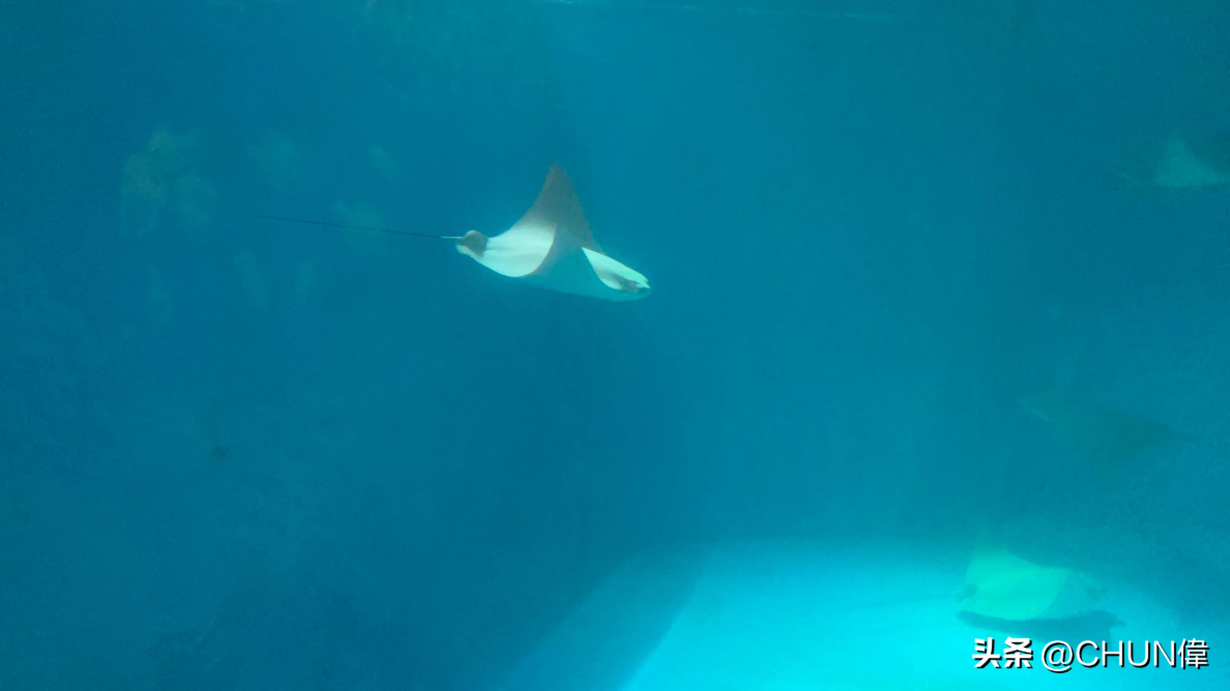 自由行厦门鼓浪屿四天怎么安排,鼓浪屿一日游五一