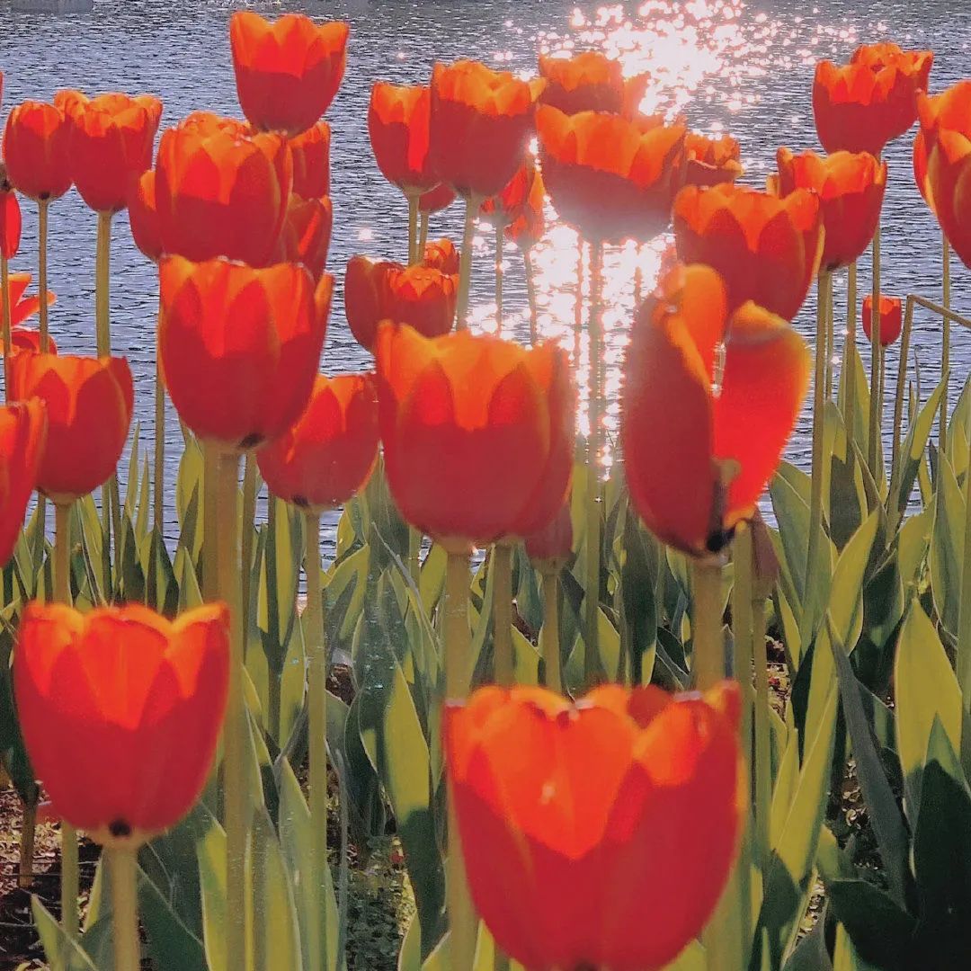 背景图ins风鲜花,ins复古黑色鲜花壁纸