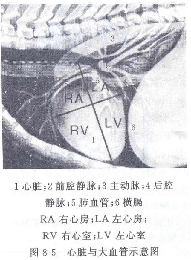 兽医临床诊断学名词解释,兽医临床诊断学教学视频
