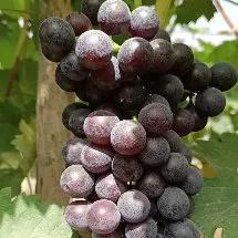 1月份水果当季,现在的当季水果