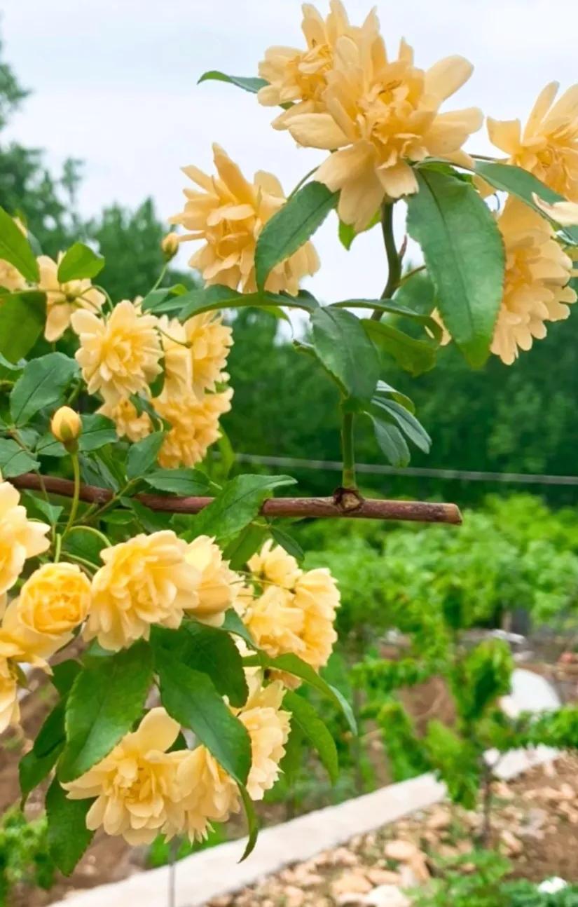 黄木香花的图片大全欣赏,怡人木香花图片欣赏