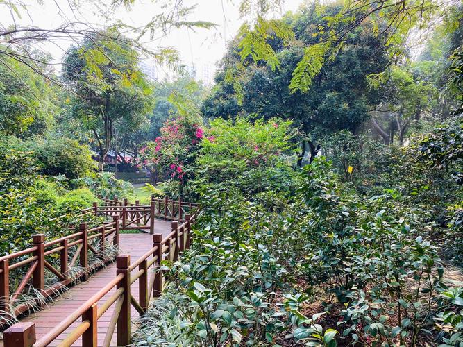 一月山茶花哪个地区最美,赏花山茶花