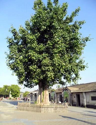 菩提树风景视频,菩提树唯美视频