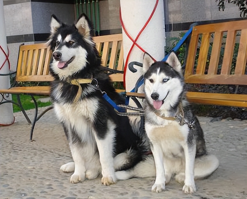 萨摩耶犬和哈士奇犬哪个狗狗更好,萨摩耶犬和哈士奇哪个比较好养