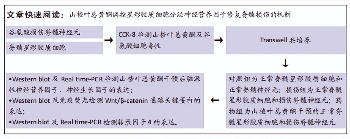 山楂叶总黄酮调控星形胶质细胞治疗脊髓损伤的分子机制