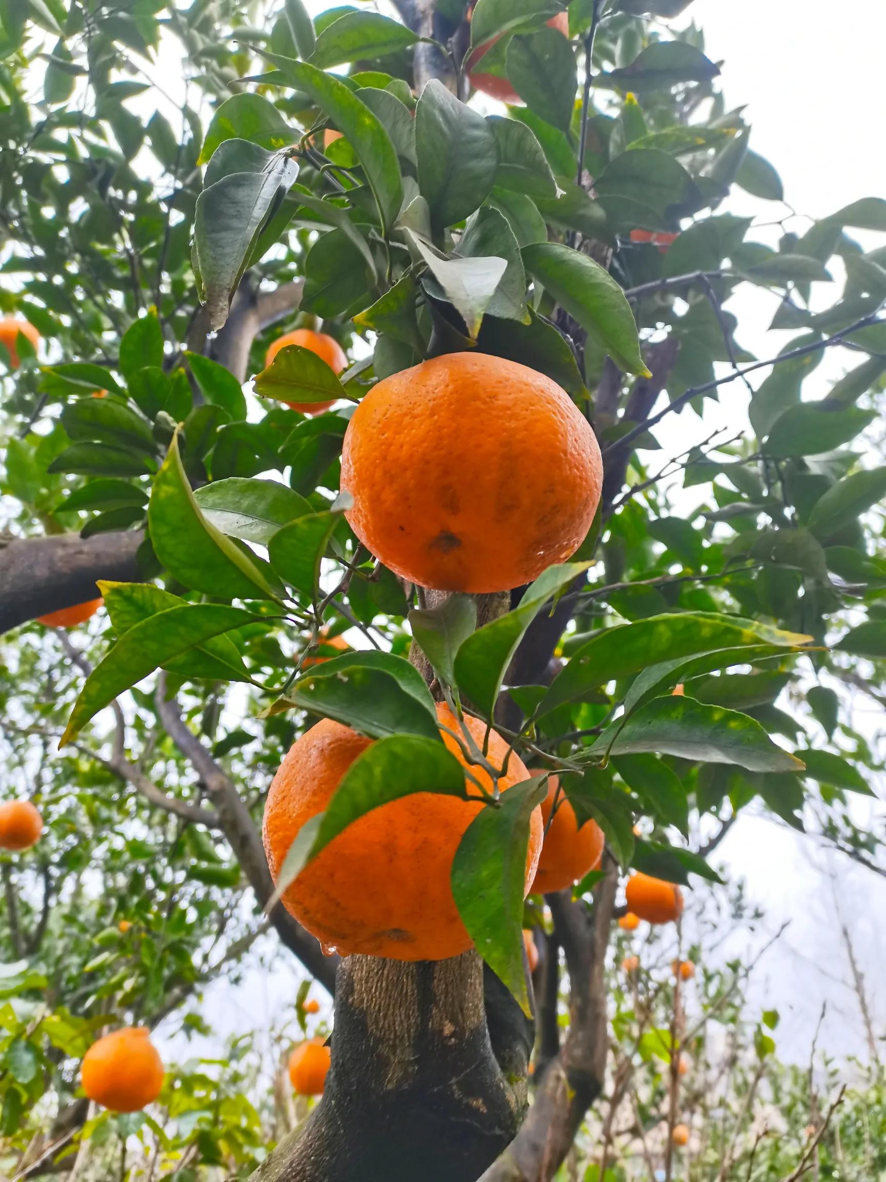 阴雨雾霾天逛月亮湾花市，郁闷不见了，心情舒朗愉悦