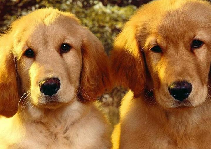 小狗的嘴巴跟牙结石一样臭,为什么小狗的嘴巴好臭怎么解决