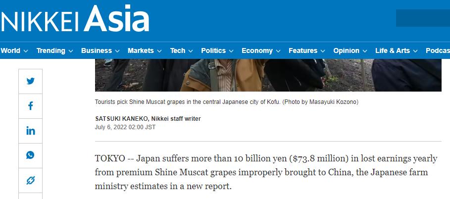 高端葡萄被“不正当带入”中国,导致日本每年损失100亿日元?