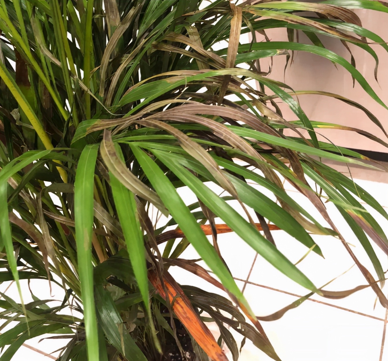 室内散尾葵上有尘土怎么办,家里的散尾葵为何黄叶