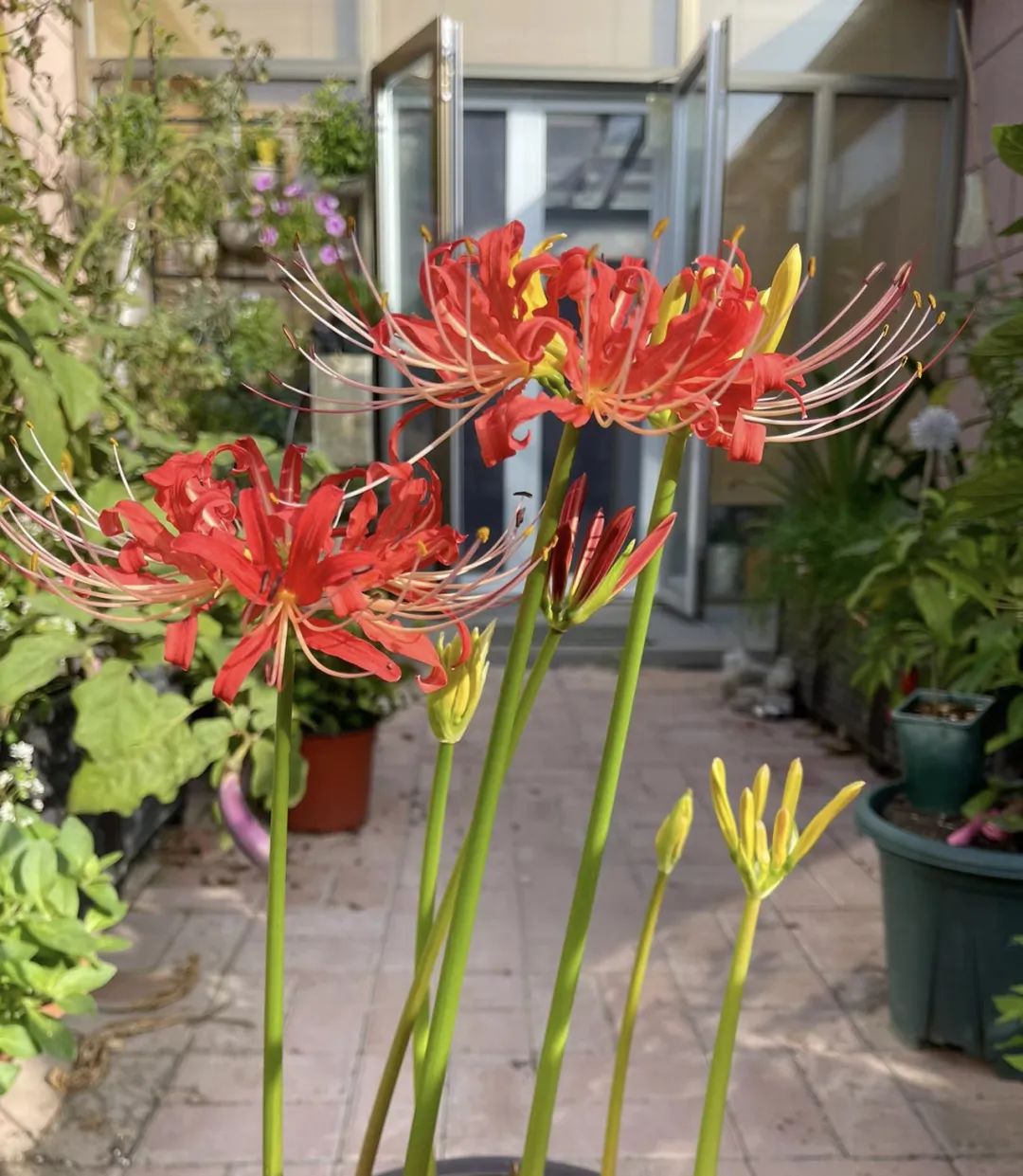 3种花，明白人都是“往外扔”，千万别往家买，不吉利！