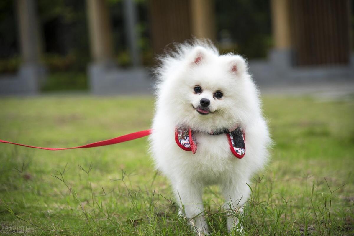 犬常见病毒病,犬顽固性真菌类型