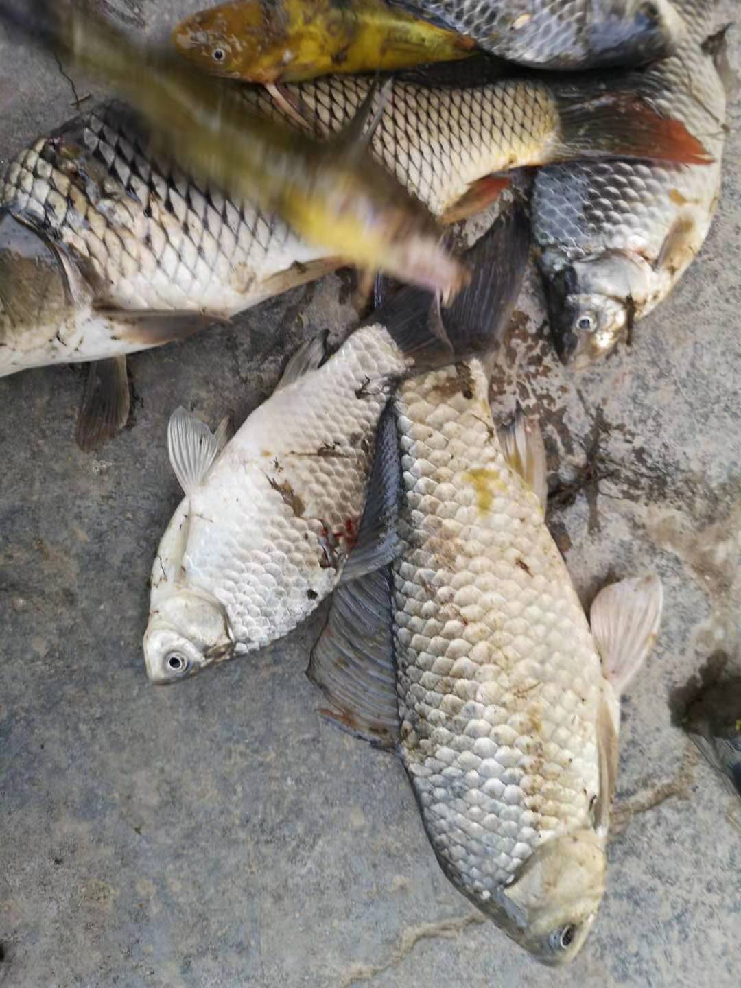 初春蚯蚓钓鱼的技巧和方法,春季钓蚯蚓正确方法与技巧