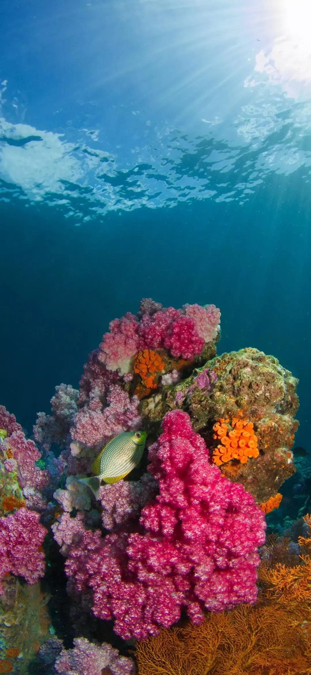 大海壁纸｜大海边，守候朝霞，聆听海浪的乐章