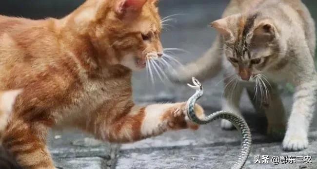 农村居家怎么用雄黄防蛇,夏季防蛇用这5种方法