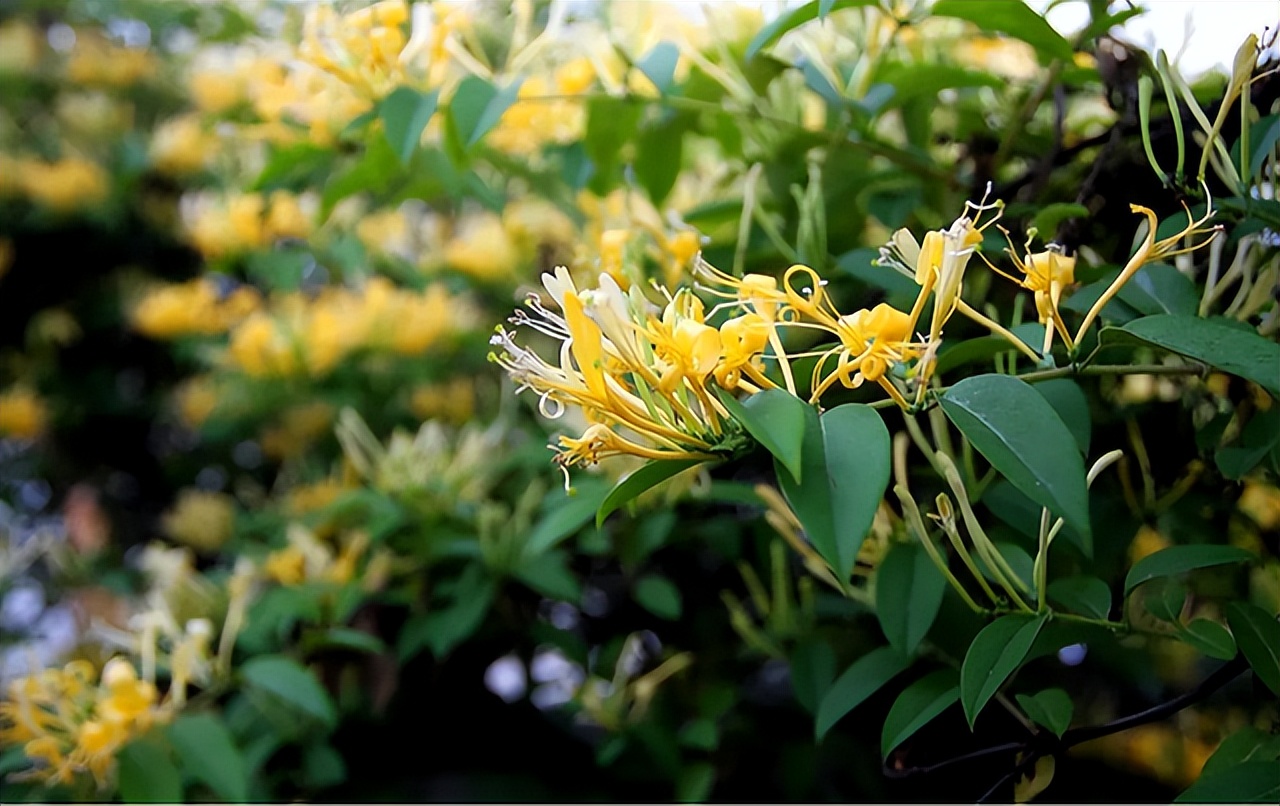 蚊子最怕的3个小妙招,快速让蚊子消失这小技巧