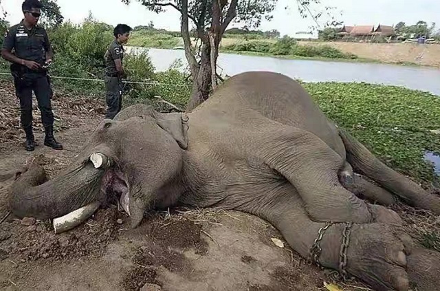 中国女商人在非洲被判15年监禁,行为引发众怒,耿爽:绝不袒护