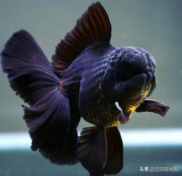 适合新手饲养的六种高颜值金鱼,推荐几款适合冬季饲养的金鱼