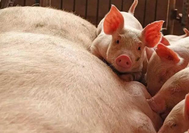 母猪清宫是怎么做的,母猪清宫教程